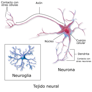 Que son las neuronas espejo